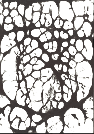 Cellulaire Macro I
